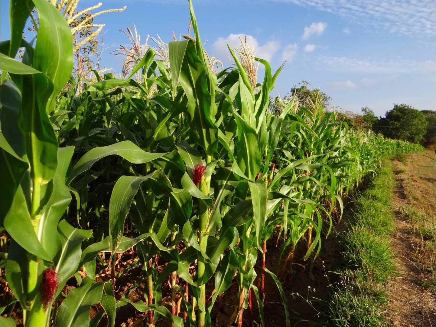 A row of maize plants in a Western Kenya field