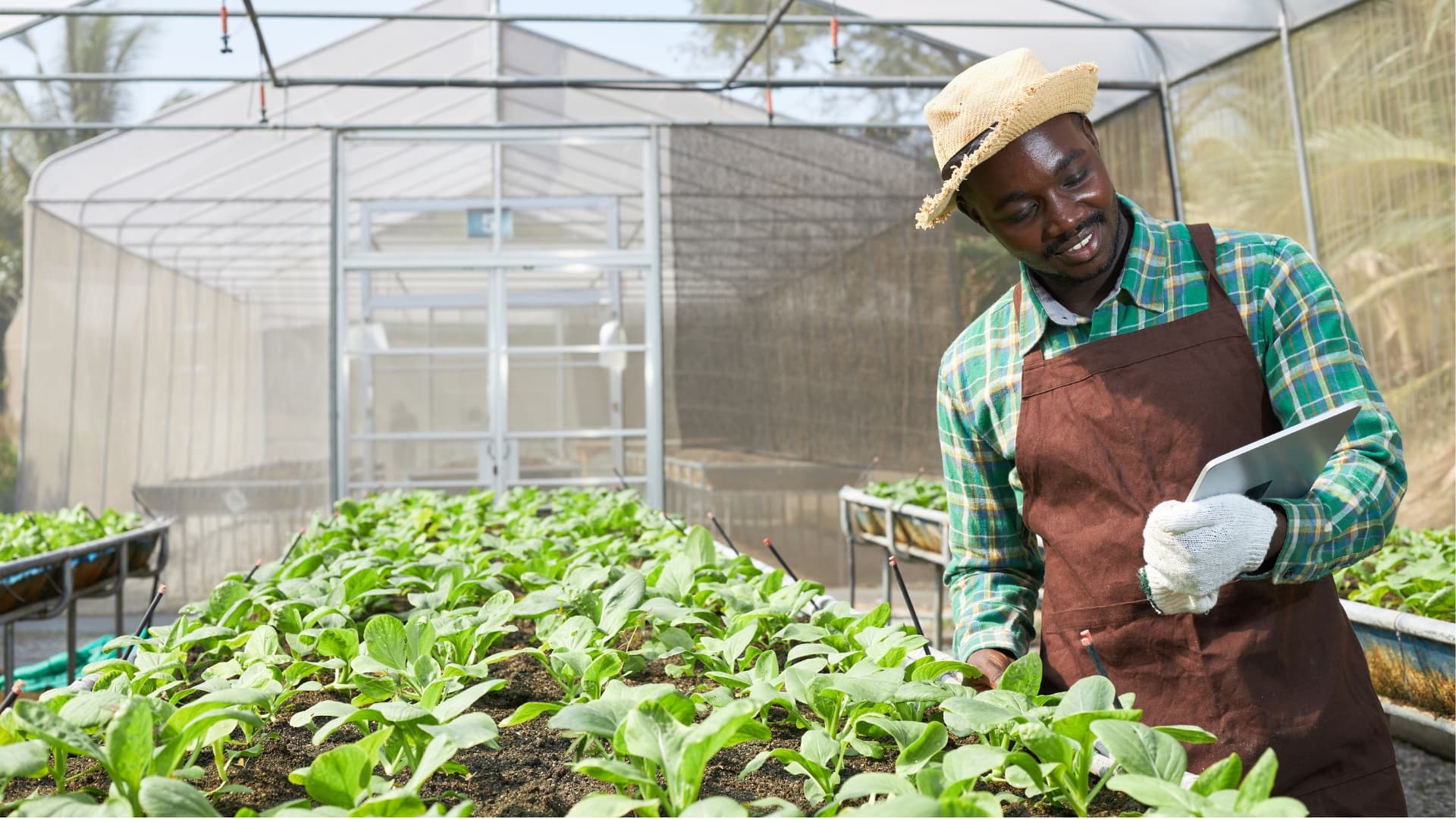 A farmer reviewing seedlings with a tablet in a greenhouse