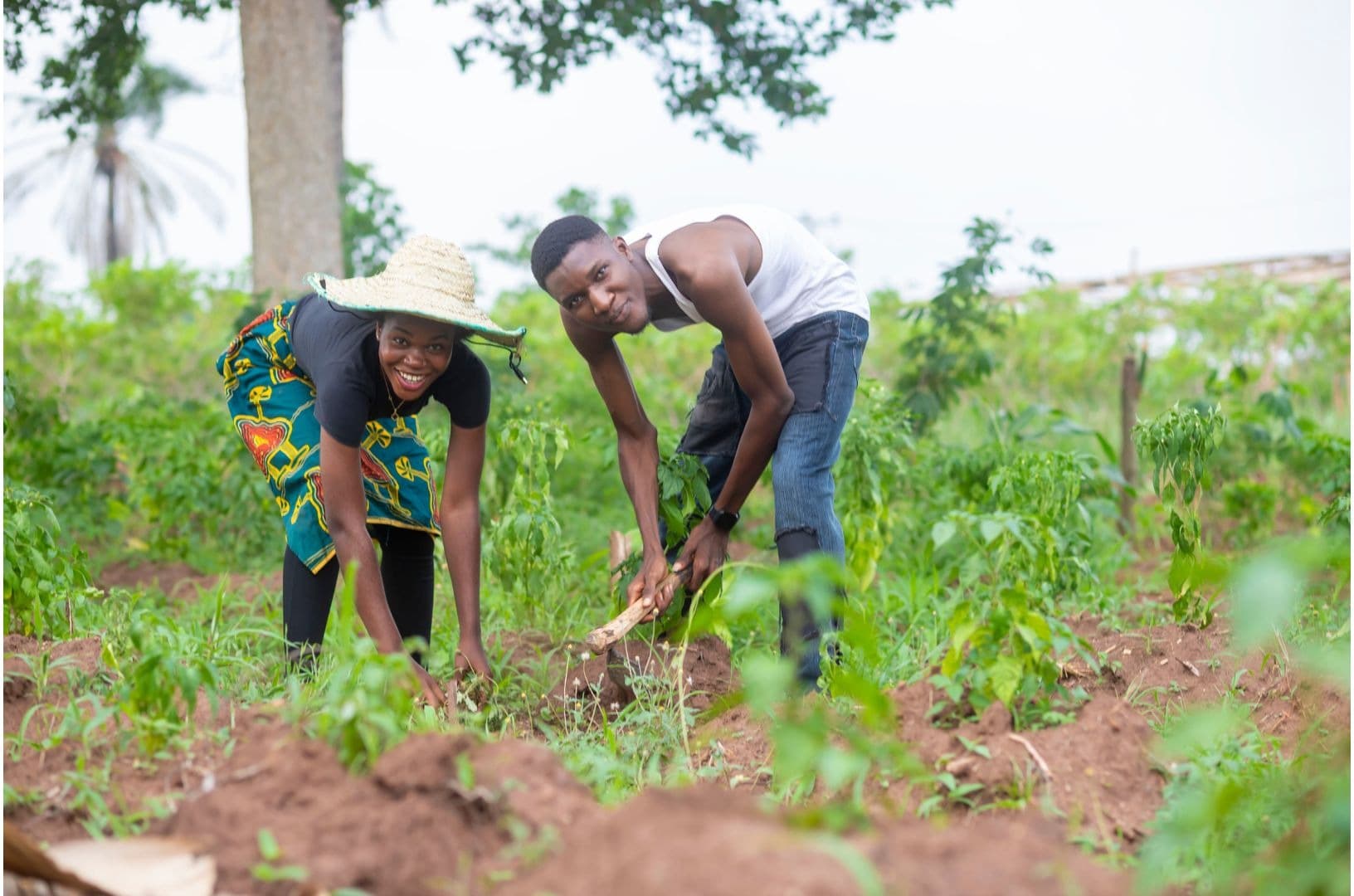 Two farmers planting seedlings together